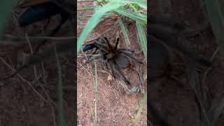 Tarantula Hawk Wasp Pepsis grossa tarantula wasp oklahoma [upl. by Anekahs949]