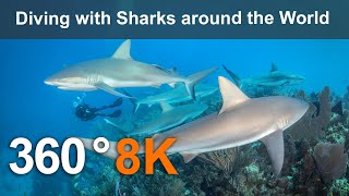 Diving with Sharks around the World Underwater 8K 360 video [upl. by Barny]