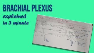 Brachial Plexus explained in 3 minutes [upl. by Hgielrebmik]