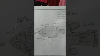 Anabas  Bsc Msc zoology practical  shorts science drawing [upl. by Liddie]