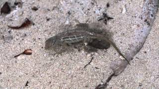 Egglaying brown anole Anolis sagrei Aruba [upl. by Sibilla201]