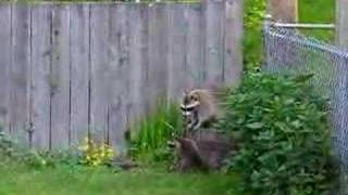 baby raccoons climbing fence [upl. by Odlaner]