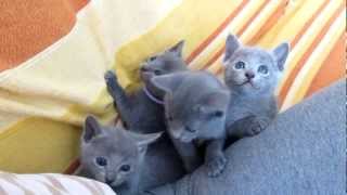 Russian Blue kittens [upl. by Aeki]