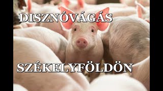 Disznóvágás Székelyföldön  Disznótor Farkaslakán a Muzsikás vendégházban [upl. by Khalid]