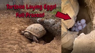 Indian Star Tortoise  Leo The Wildlife Ranger Animal Diaries  Animal Facts for Kids [upl. by Nikolos]