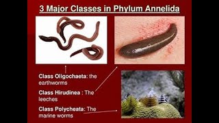 Classification of Phylum annelida [upl. by Kentiga]