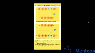 Synthesis and Breakdown of Polymers [upl. by Ettenowtna]