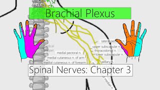 Brachial Plexus  Terminal Branches  Anatomy Tutorial [upl. by Hyland]