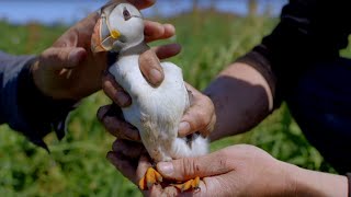 Cute Baby Puffin Sees World for the First Time  World Beneath Your Feet  BBC Earth [upl. by Deehahs]