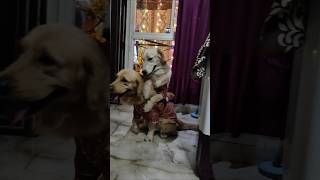 Dost ka pyar doglover goldenretriever viralvideo viralreels [upl. by Clifton]