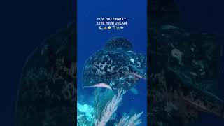 You finally live your dream to visit Tubbataha Reefs [upl. by Fannie]