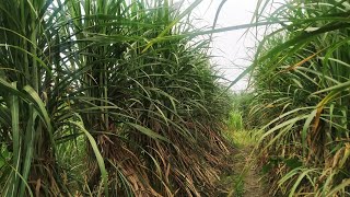 CO15023 sugarcane variety [upl. by Nnylaf]