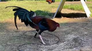 Iron Creek Gamefarm  Alfredo Flores  Top Gamefowl Breeders [upl. by Nirat]