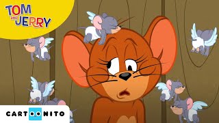 Tom and Jerry  Liefdesrivalen  Cartoonito [upl. by Kiran81]