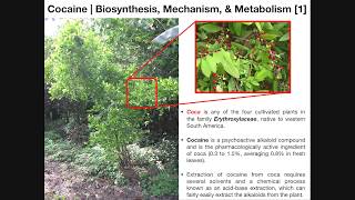 Cocaine  Biosynthesis Mechanism of Action amp Metabolism [upl. by Yesnek906]