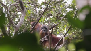 Chinabacked hydro dam threatens world’s rarest orangutan [upl. by Rentsch]