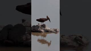 Hamerkop and Hippo [upl. by Ryley]