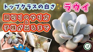 【多肉植物🌵】トップクラスの白さ✨エケベリア ラウイの増殖大成功😊胴切り＆その後の子株の様子😍 How to Propagate Echeveria laui【Succulents】 [upl. by Zirkle]