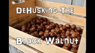 How to dehusk the Black Walnut without machines the EASIEST way [upl. by Aubreir]