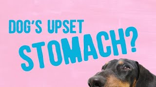 Dog diarrhoea Here’s what you can do at home [upl. by Pogah]