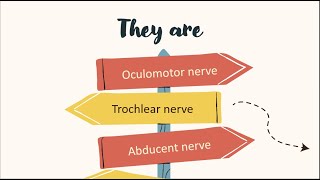 cranial nerves acting on the eye [upl. by Riorsson]