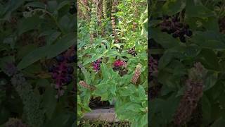 What You Need To Know To Identify Handle amp Dispose Of Pokeweed If Its In Your Garden  DHBG [upl. by Airda]