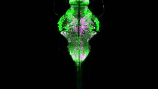 Zebrafish Brain Activity Captured Using New CaMPARI Red Fluorescent Protein [upl. by Brandise15]