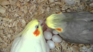 Our Cockatiels Pchan amp Pebble Feeding Their Baby  3 days old [upl. by Kelly933]