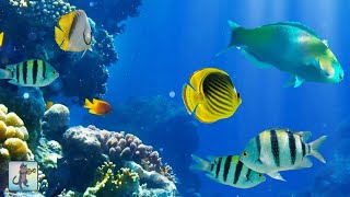 2 Hours of Beautiful Coral Reef Fish Relaxing Ocean Fish amp Stunning Aquarium Relax Music [upl. by Ailama]