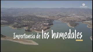 Importancia de los humedales [upl. by Aiker470]