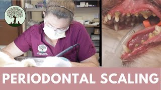 Periodontal Scaling in Cats amp Dogs [upl. by Akenat]