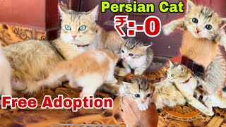 Free Persian Cat  Persian Kitten’s free adoption  Persian cats for sale  free cat  persian cat [upl. by Lion]