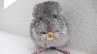 Chinchilla Eating Cheerios [upl. by Assirac]