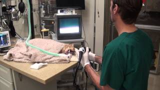 Feline Endoscopy Procedure with Dr Hughes [upl. by Yerffej89]