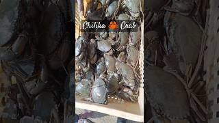 Chilika Crab 🦀🦀🦀🦀 crab chilikalake chilikacarb ersagar chilika seafood [upl. by Jessy]