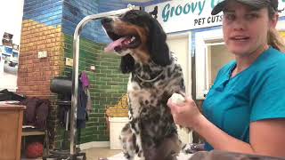 English setter grooming field cut [upl. by Eirehc]