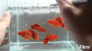 Guppy  Guppies  Bí kíp ép đẻ Huyết Kiếm 0976224853 [upl. by Imik]