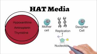 Hybridoma Technology Animated explanation [upl. by Bobina23]