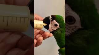 How to hand feed a baby macaw with a syringe  A19 Verselle Laga parrot formula  Jambi [upl. by Yenahs]