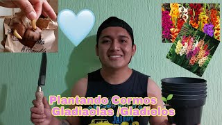 Plantando Cormos de Gladiaolas Gladiolos 🌺💮🏵️🌱 [upl. by Aibonez]