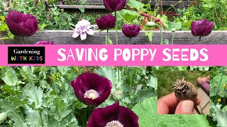 Harvesting and Saving Poppy Seeds [upl. by Tterag]