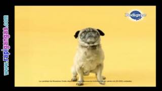 Pedigree Muestra gratis de alimento para tu mascota [upl. by Sochor]