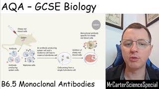 B65  Monoclonal Antibodies  AQA Biology GCSE 91 [upl. by Allerim]