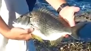 Rock Fishing Sydney Big Bream NSW Australia [upl. by Michella104]