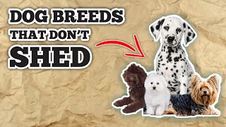 10 Dogs That Dont Shed Non Shedding Dog Breeds [upl. by Kennett]