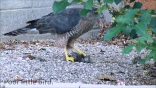 Coopers Hawk Catches Dinner [upl. by Feltie]