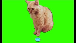 funny cat complications green screen memes part2 [upl. by Udale]