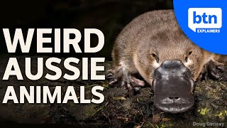 Weird Animals of Australia Why Down Under is so Unique [upl. by Ellette943]