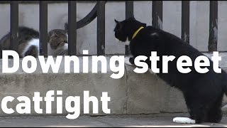 Downing Street cats Larry and Palmerston get in another fight [upl. by Sanfourd]