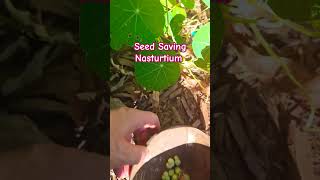 Seed Saving Series Nasturtium seedsaving Nasturtium [upl. by Aida]